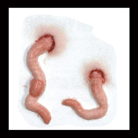 Tinsley Transfers Worm 3D SFX Halloween Makeup Transfer 4 Tinsley Transfers Worm 3D SFX Halloween Makeup Transfer